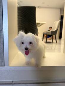 Maltese
