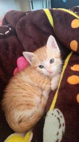 kitten for adoption 