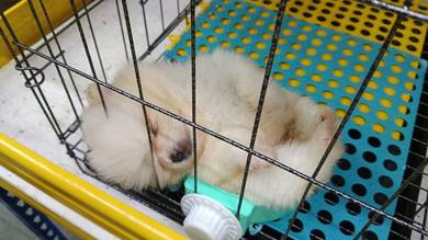 Tiny Pomeranian 