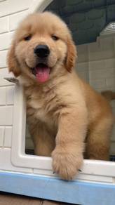 Golden Retriever,,