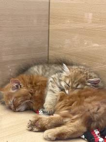 Persian kittens for sale