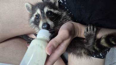 Baby Raccoon