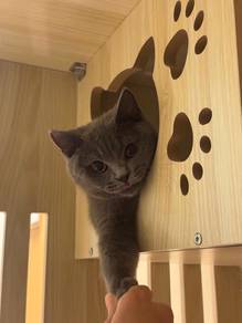 British Shorthair Grey Kitten & FREE WOODEN CAGE