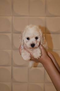J0884 Maltipoo Teddy Bear Face Puppy