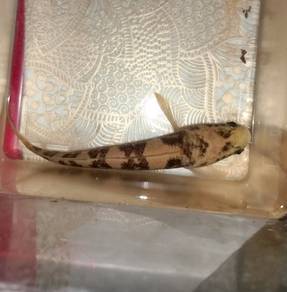 Channa maru sp perak