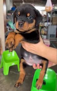 Rottweiler