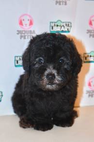f37 Charming Poodle Dog