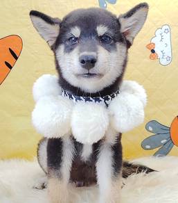 Shiba