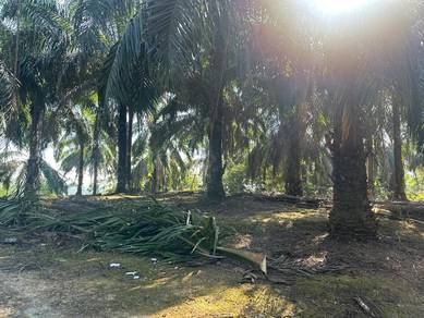 Agricultural Land in Raub, PHG