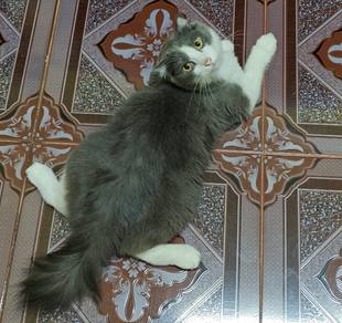 combo Scottish fold mix