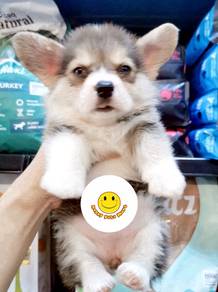 RRx-25566 Tri Color haired Welsh Corgi puppies