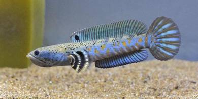 channa blue pulchra