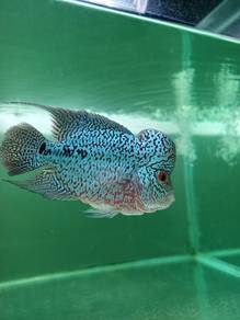 flowerhorn