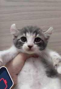 BSH Kitten Mix