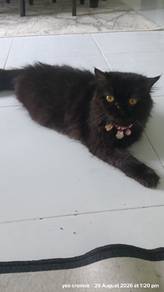 Persian female 
