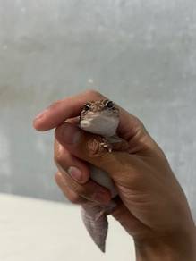 Fat Tail Gecko