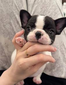 French Bulldog
