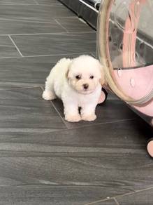 Short leg poodle puppy