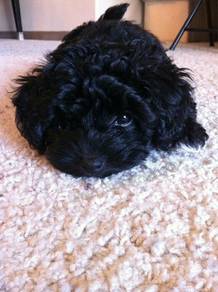 U995 Lickmonster Grey Poodle Cute Baby Face Teddy