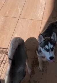 Siberian Husky female puppies