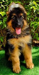 GERMAN SHEPHERD PUPPIES GSD236 🐻 Good structure
