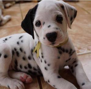 DD799 Dalmatians playful little cute puppies