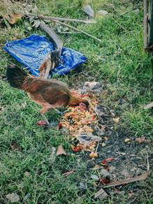 ayam betina