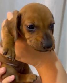 Daschunds females