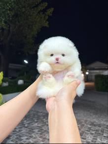 Pomeranian Bear Face Tiny Male Puppy