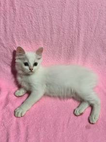 Handsome Full White Boy Cat 2 Months Old