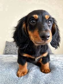 Qaa_PO17755 Mini Dachshund long haired