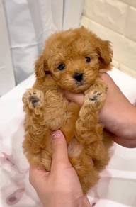 G42 Lovely Maltipoo Dog