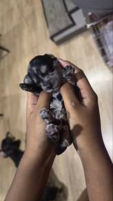 daschund