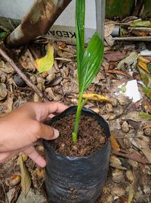 anak pokok pinang -1000stok untuk di lelong