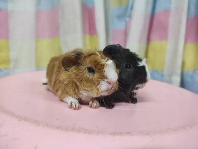 Guinea Pig 