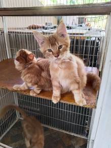 Maincoon kitten