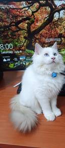 Seal bicolour ragdoll