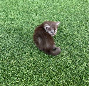 Pure Grey Mainecoon Kitten