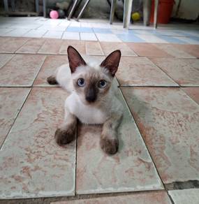 Siam cat
