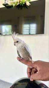 burung cockatiel