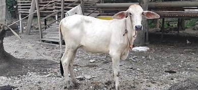 lembu 4 ekor untuk di jual