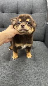 Chihuahua male puppy M-1