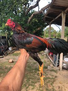 ayam sabung