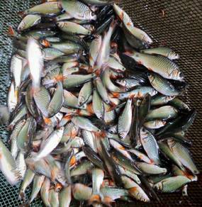 ikan