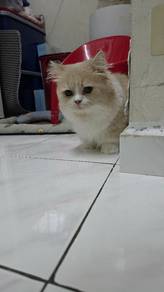 Munchkin Napoleon Supershort