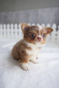 Chihuahua Puppy - Male - CP01