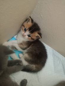 British shorthair kitten age 3 week for adoption 