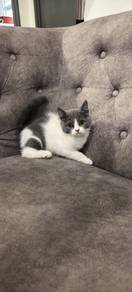 BSH Blue Bicolour 
