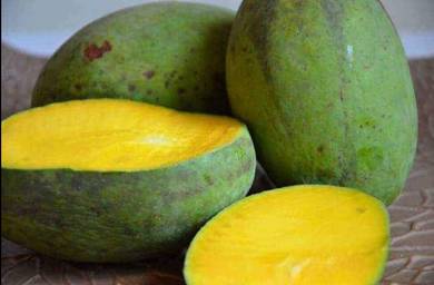 Benih Mangga Hybrid