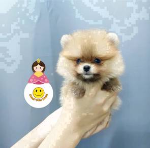 TE_177LL Tiny size Pomeranian pet dog
